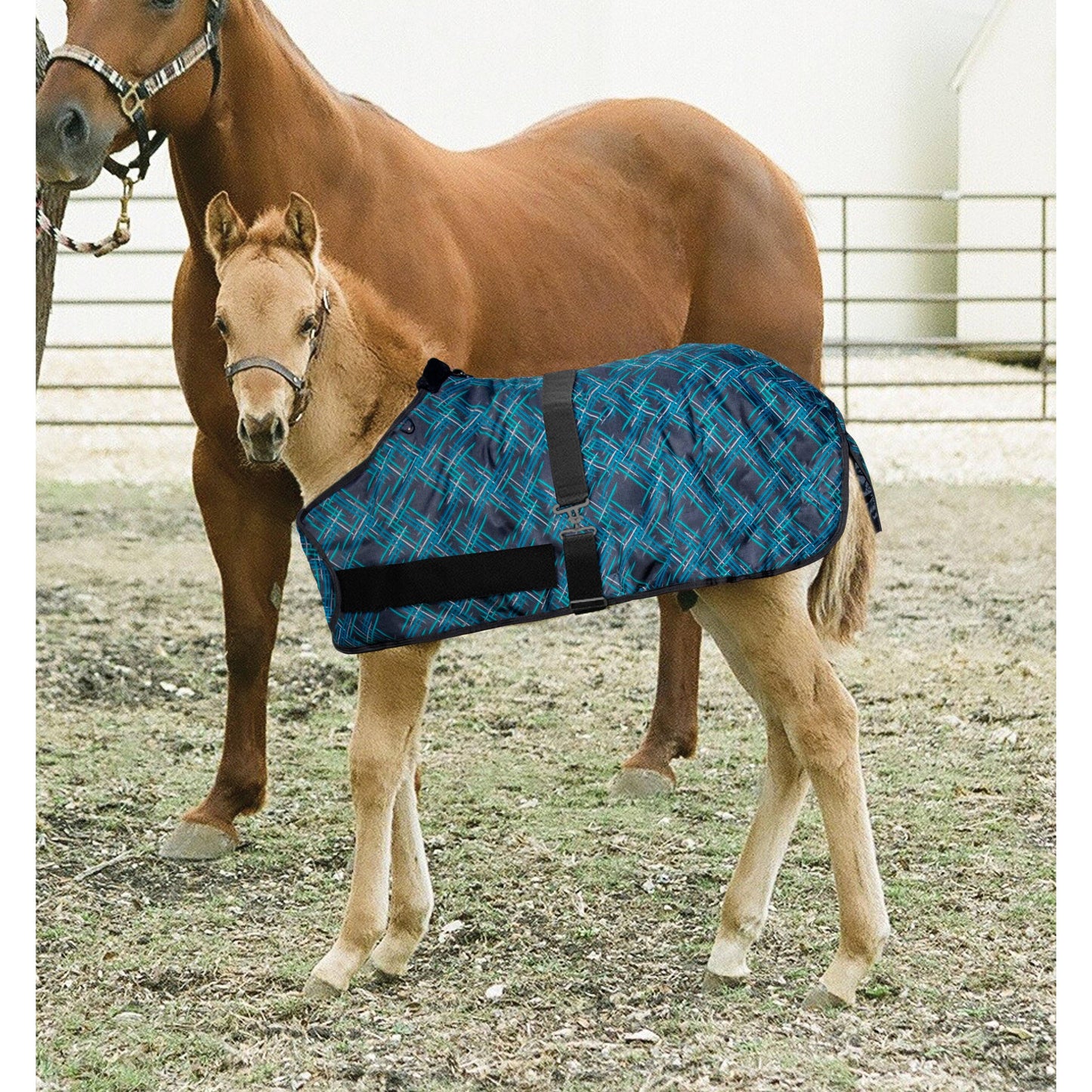 Kensington - 1200Denier Adjustable Foal "180G" Medium Weight Waterproof & Breathable Winter Turnout