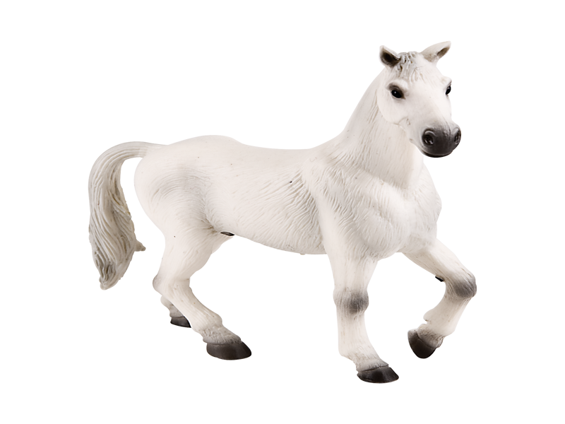 Oldenburg Gelding