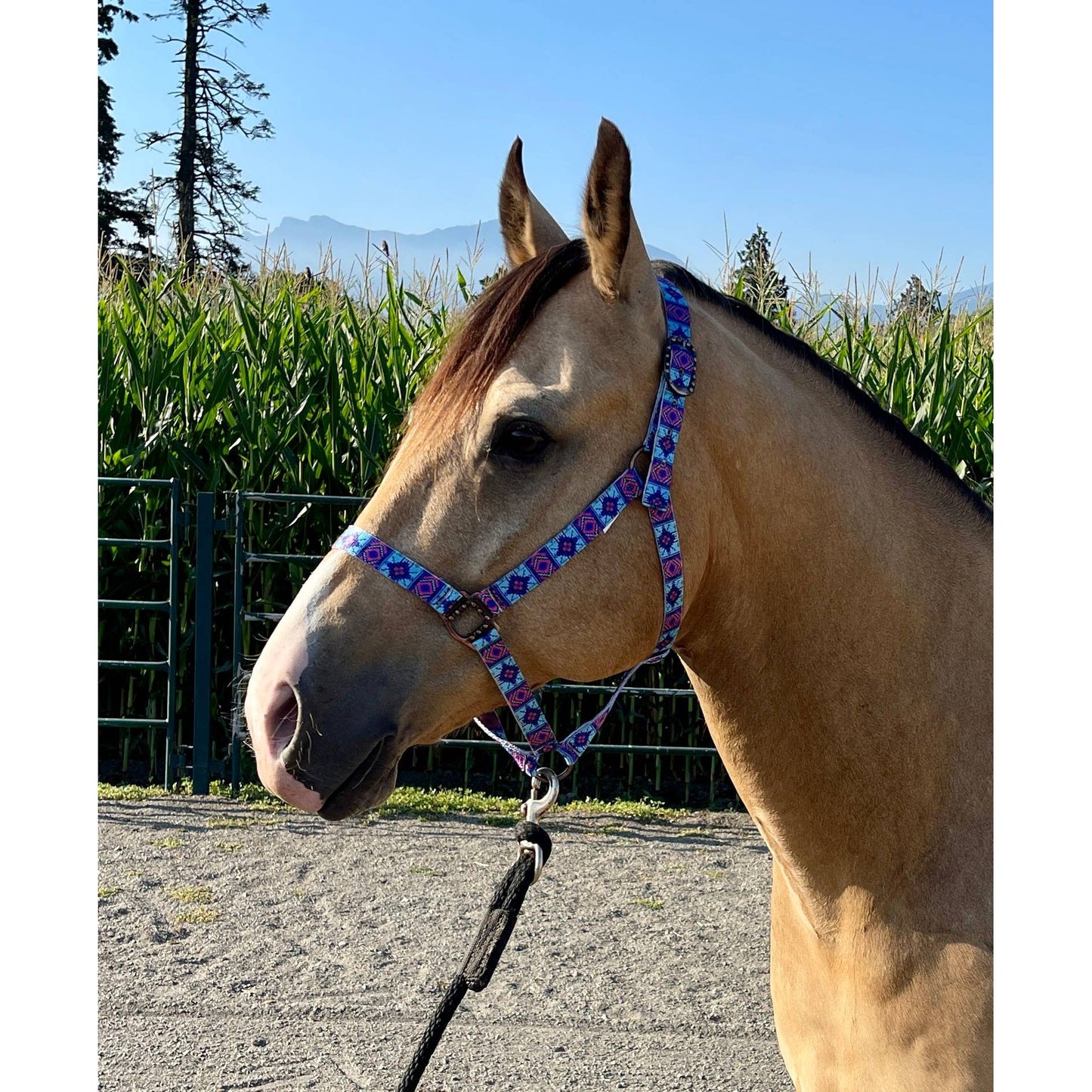 Nylon Halter - Horse Size