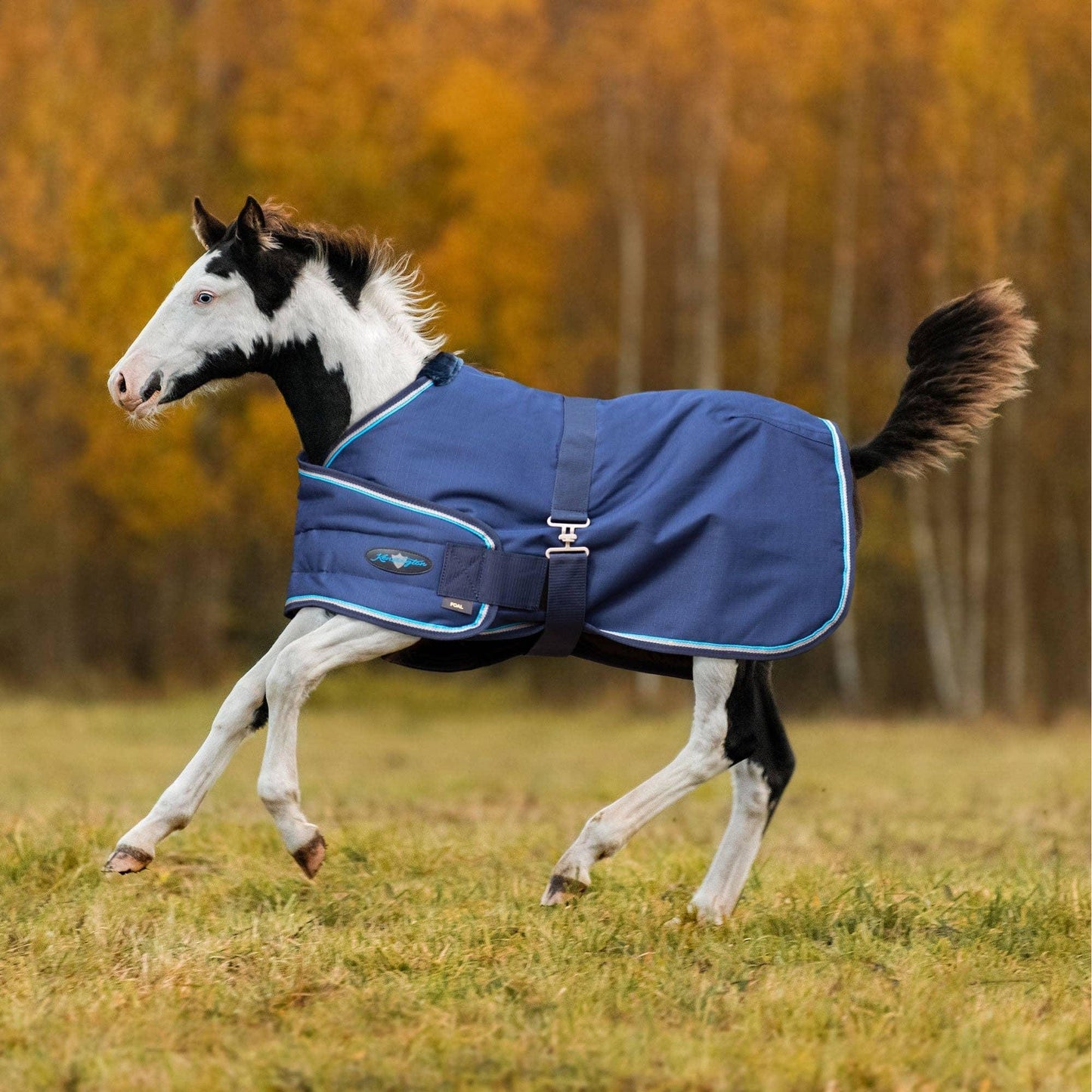 Kensington - 1200Denier Adjustable Foal "180G" Medium Weight Waterproof & Breathable Winter Turnout