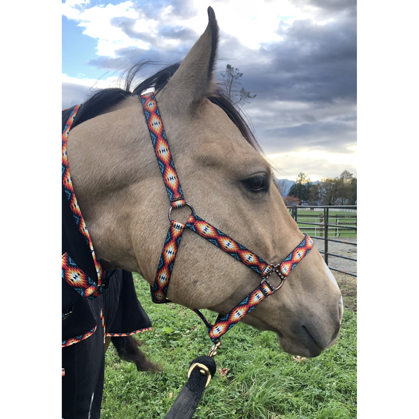 Nylon Halter - Horse Size