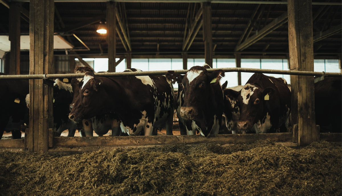 Ranchmans Farm & Feed Store ‘ we are more than just a feed store!